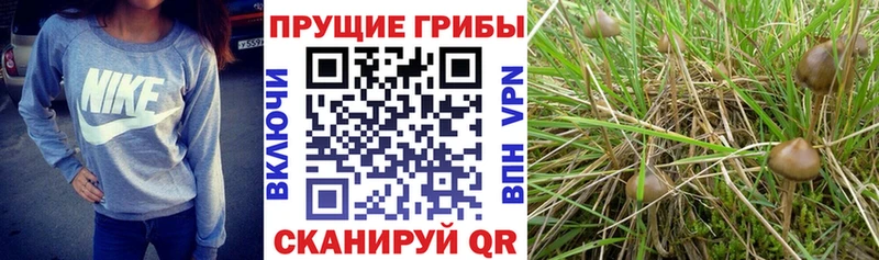 Галлюциногенные грибы ЛСД  Власиха 